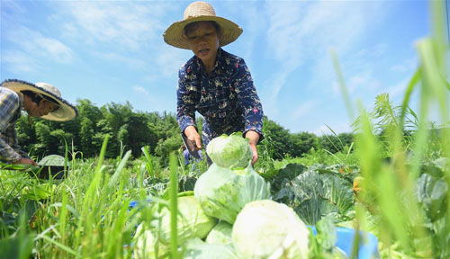 蔬菜产业助农脱贫增收